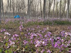 -西青郊野公园