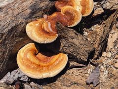 -素山寺森林公园