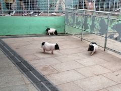 -西霞口神雕山野生动物世界