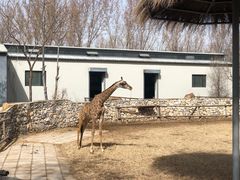 -北京野生动物园