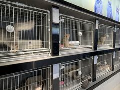 -翊宠yipet猫狗购宠庄园犬舍•猫舍