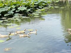 -白塘生态植物园
