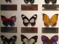 蝴蝶标本-上海昆虫博物馆