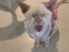 -藏猫猫咖啡主题馆(中央大道店)