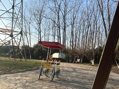 -合肥滨湖国家森林公园