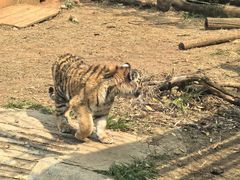 -昆明动物园