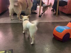 -百好乐宠物友好餐厅(朝外大街店)