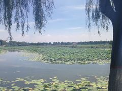 -白洋淀景区