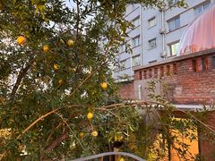 -羊门客在·烤盐池滩羊·川菜