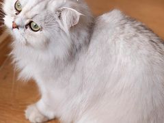 -猫腻·猫咖·撸猫馆(星光大道店)