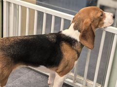 -有喵·猫咖·狗咖·40+猫狗有小奶狗(岗厦店)