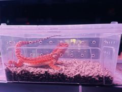 -中环花鸟鱼虫市场