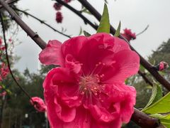 -金花茶公园