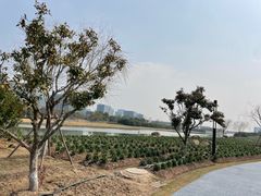 -春花秋色城市公园