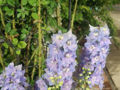 -BLUE HOUSE咖啡