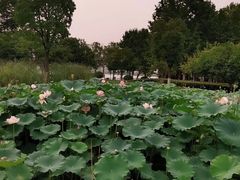 -金银湖国家城市湿地公园
