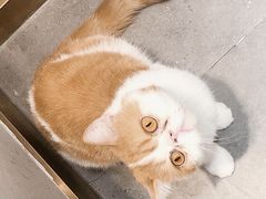 -飞行喵MR PILOT|猫舍·猫咖(静安大融城店)