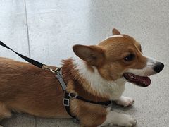 -宠颐生宠物医院·心肾内科·猫专科诊疗中心宠巢店