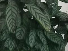 -玉玲珑(陆家嘴店)