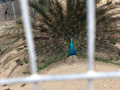 -蓬莱欧乐堡梦幻世界