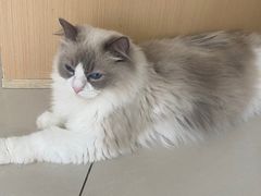 -鼓捣猫呢主题猫咖店
