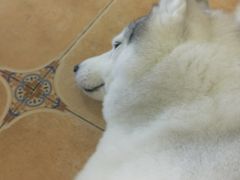 -Let's go狗咖·猫咖·奶狗·桌游(春熙路IFS店)