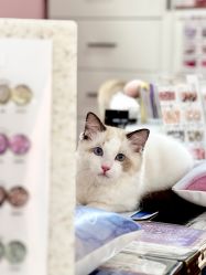 -兔猫ToMoreNails美甲美睫