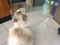 -派联宠物医院·24h·CT·异宠