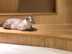 -猫和宫(六道口店)