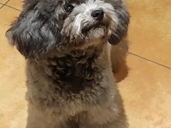 -more than meow吴止猫主题餐厅(承德 中船汇店)