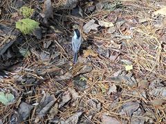 -五营红松林海景区