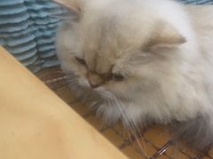 -佳雯宠物医院·皮肤科·内外科(春晓路分院)