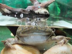 -上海大自然野生昆虫馆(东方明珠·爬宠昆虫探索中心)