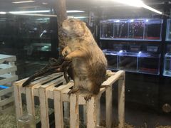 -宠物世家(仲盛世界商城店)