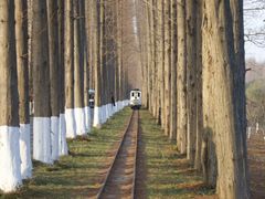 -黄海国家森林公园