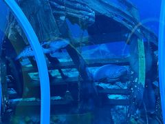 -珠海长隆海洋王国