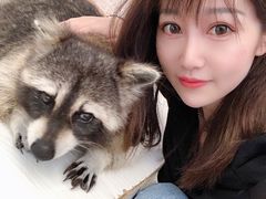-浣熊柯尔鸭土拨鼠·电玩咖