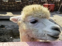 -金庭庄园酒店-停车场