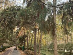 -合肥滨湖国家森林公园