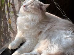 -豆逗聊愈猫阁Easy Life