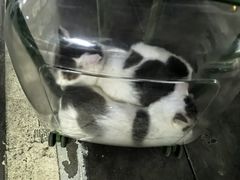 -芭比堂动物医院·24小时·眼科中心(深圳中心)