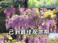 -嘉定紫藤园