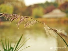 -新虹桥中心花园