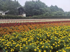 -富田农场