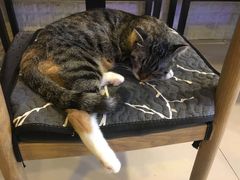 -平行世界·猫咖(首经贸店)