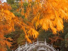 -深圳仙湖植物园