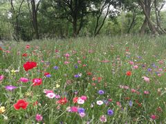 -盘龙城国家考古遗址公园