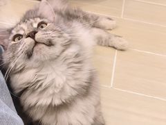 -momokira米努特·德文卷毛猫·棉花面纱犬