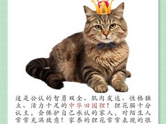-翊宠yipet猫狗购宠庄园