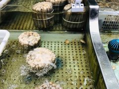 蛏子-盒马鲜生(财富中心店)